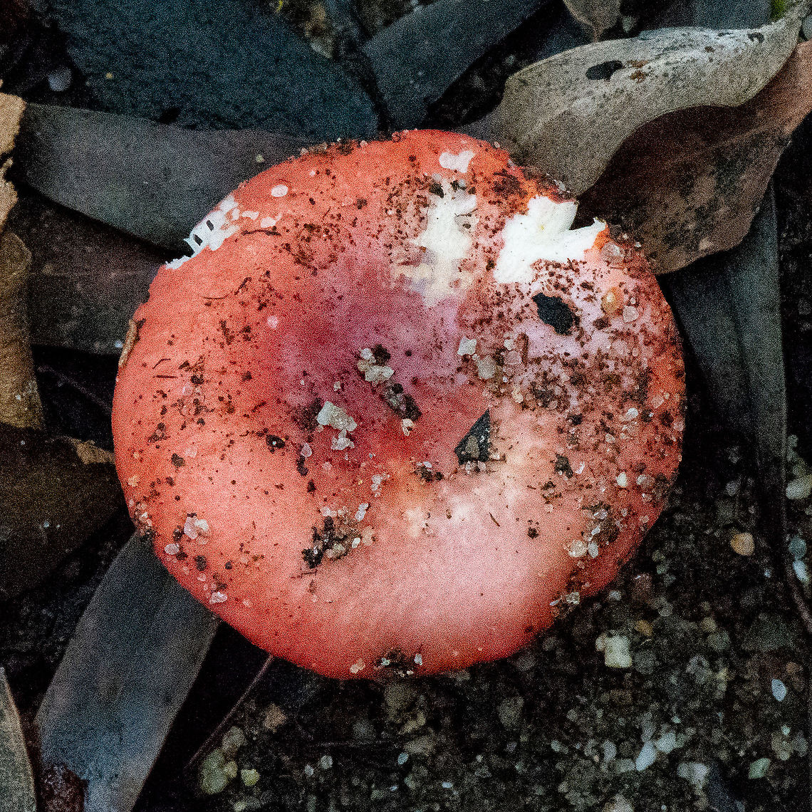 Orange Fungus  Australia,Fall,Geotagged
