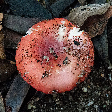 Orange Fungus  Australia,Fall,Geotagged