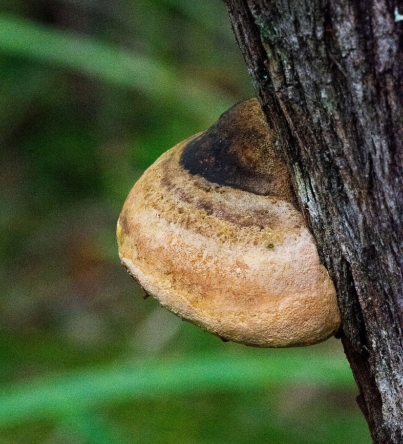 Bracket Fungus - Fomes  Australia,Fall,Fomes excavatus,Fomes fomentarius,Fulvifomes everhartii,Geotagged