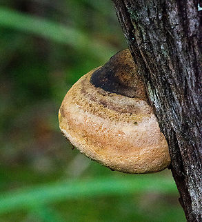 Bracket Fungus - Fomes  Australia,Fall,Fomes excavatus,Fomes fomentarius,Fulvifomes everhartii,Geotagged