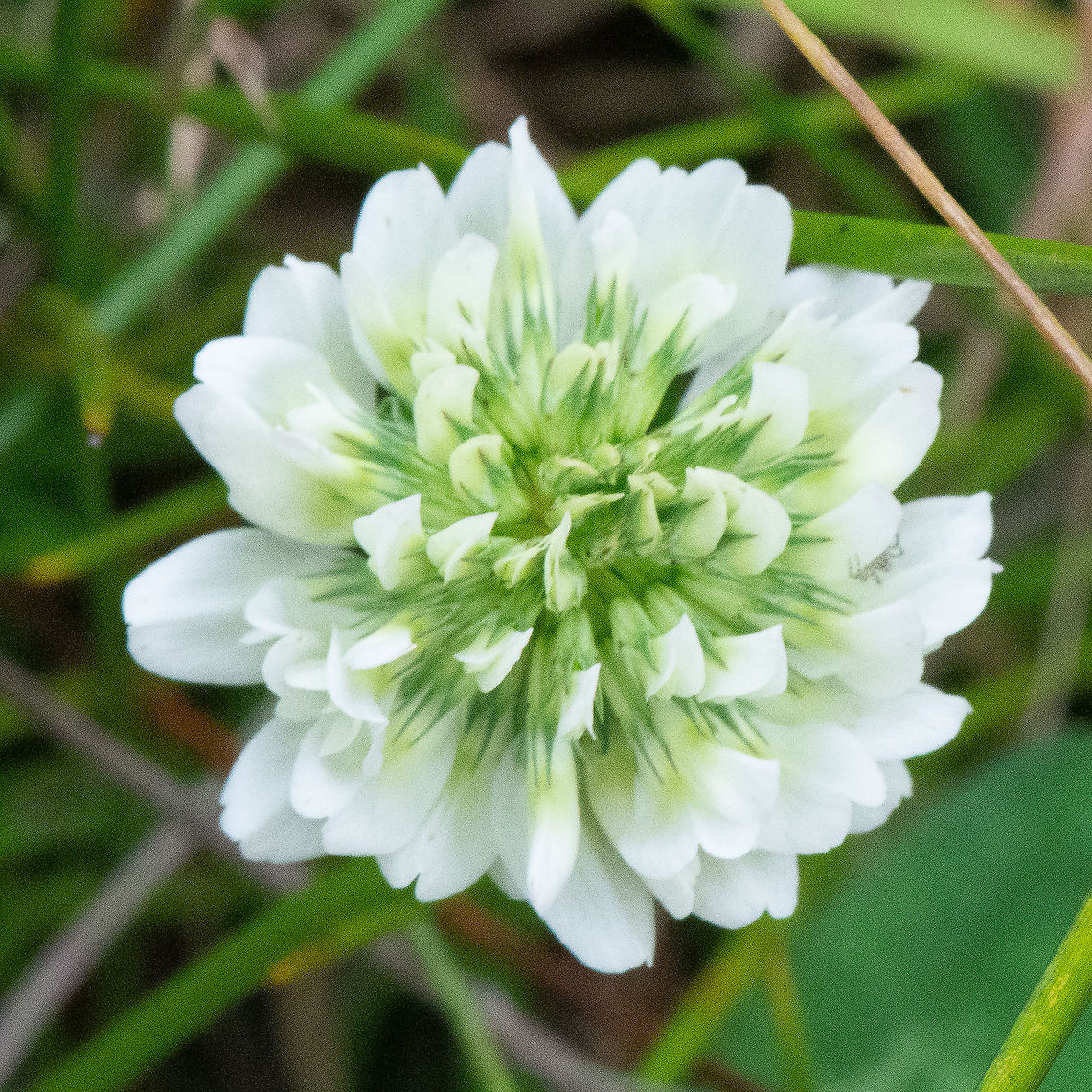 Clover - Trifolium repens  Alsike clover,Australia,Fall,Geotagged,Trifolium hybridum,Trifolium repens,White clover
