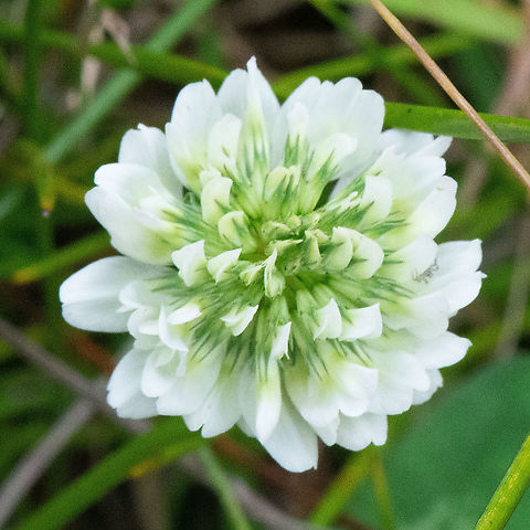 Clover - Trifolium repens  Alsike clover,Australia,Fall,Geotagged,Trifolium hybridum,Trifolium repens,White clover