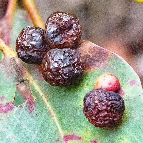 Eucalyptus leaf galls  Australia,Fall,Geotagged