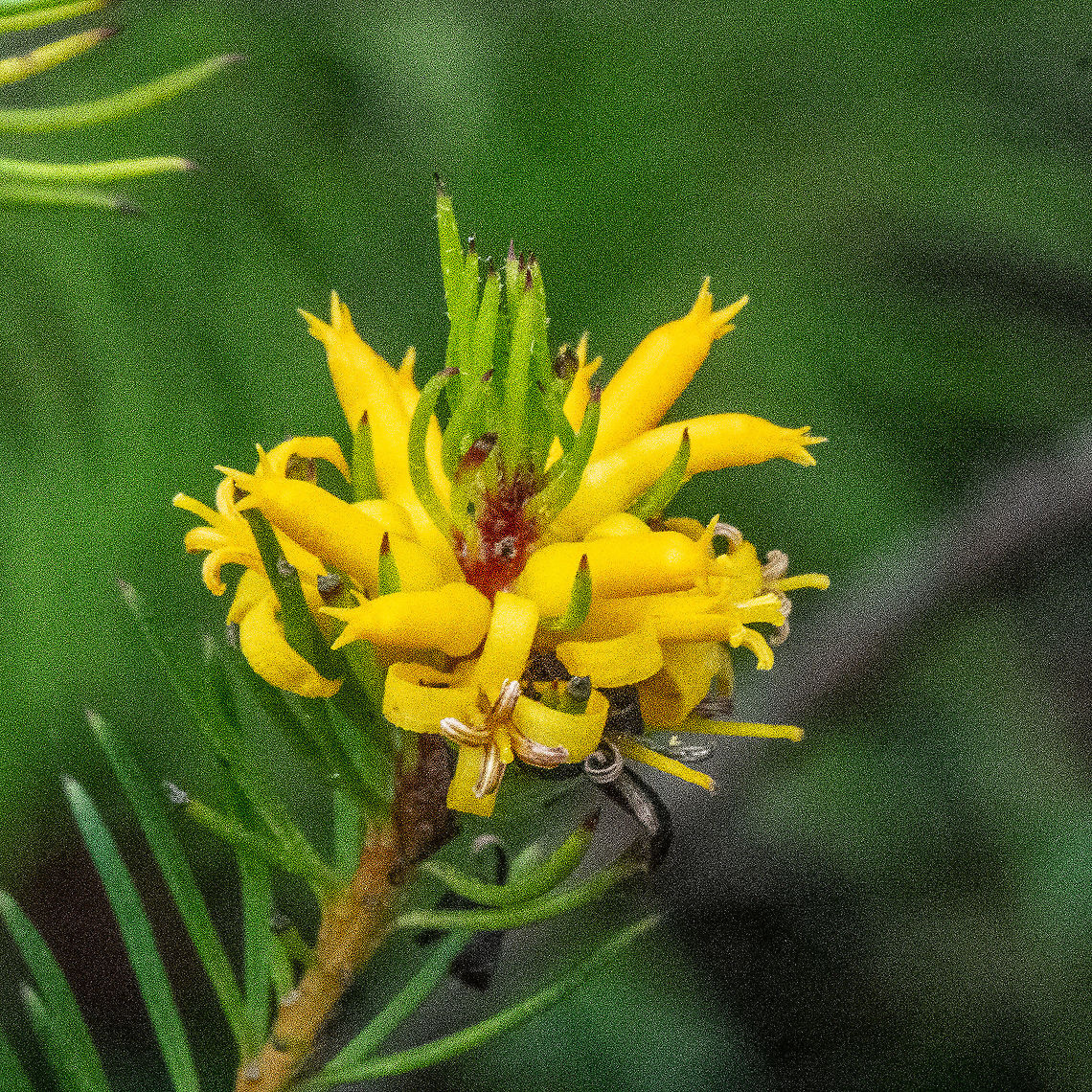 Yellow Cluster - Persoonia juniperina ?  Australia,Fall,Geotagged,Persoonia juniperina,Prickly geebung