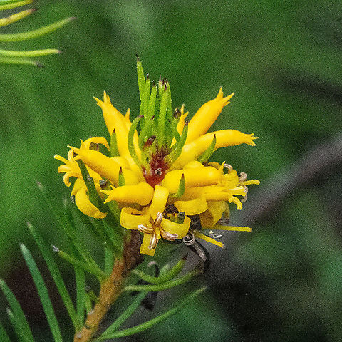 Yellow Cluster - Persoonia juniperina ?  Australia,Fall,Geotagged,Persoonia juniperina,Prickly geebung