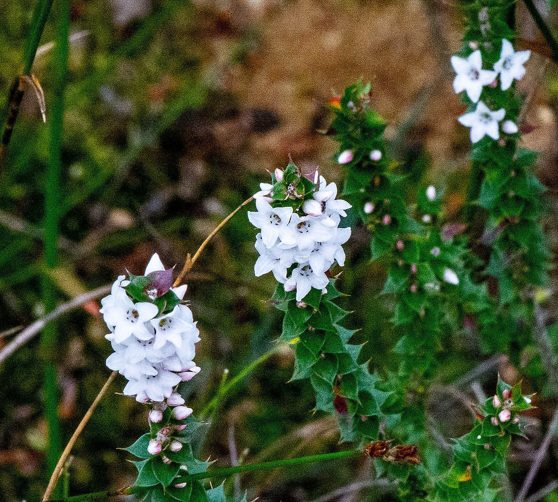 White Flush - Epacris Microphylla - Coral Heath  Australia,Epacris Microphylla,Epacris microphylla,Fall,Geotagged