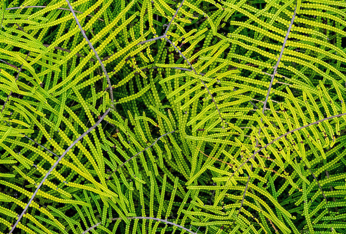 Pouched coral fern - Gleichenia dicarpa Found along the edge of a track with water seeping and in places running. Australia,Fall,Geotagged,Gleichenia dicarpa,Pouched coral fern