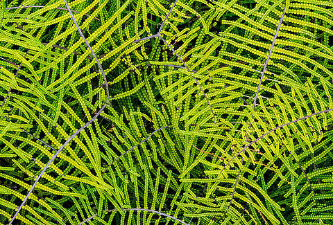 Pouched coral fern - Gleichenia dicarpa Found along the edge of a track with water seeping and in places running. Australia,Fall,Geotagged,Gleichenia dicarpa,Pouched coral fern