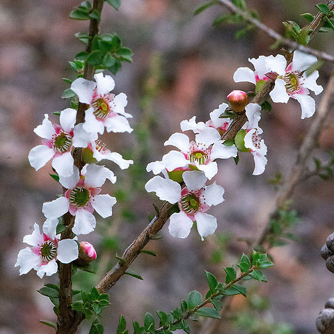 Leptospermum lanigerum  Australia,Fall,Geotagged,Leptospermum lanigerum,Woolly Teatree