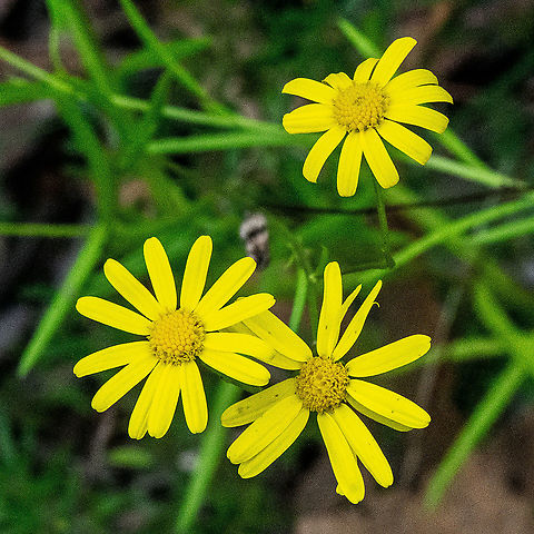 Fire Weed -  Senecio madagascariensis ?  Australia,Fall,Geotagged,Senecio madagascariensis