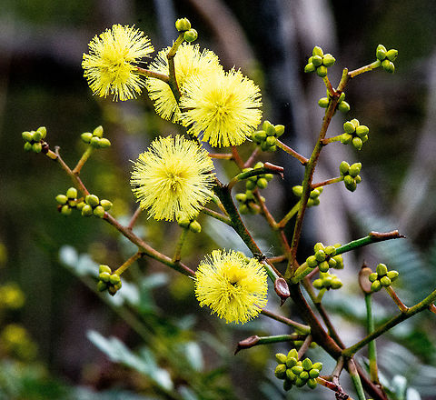 Acacia Terminalis - Sunshine Wattle  Acacia terminalis,Australia,Fall,Geotagged,Sunshine wattle
