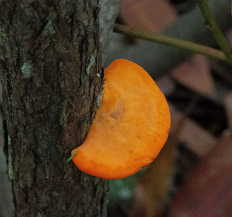 Reddish Orange  Australia,Fall,Fistulina hepatica,Geotagged