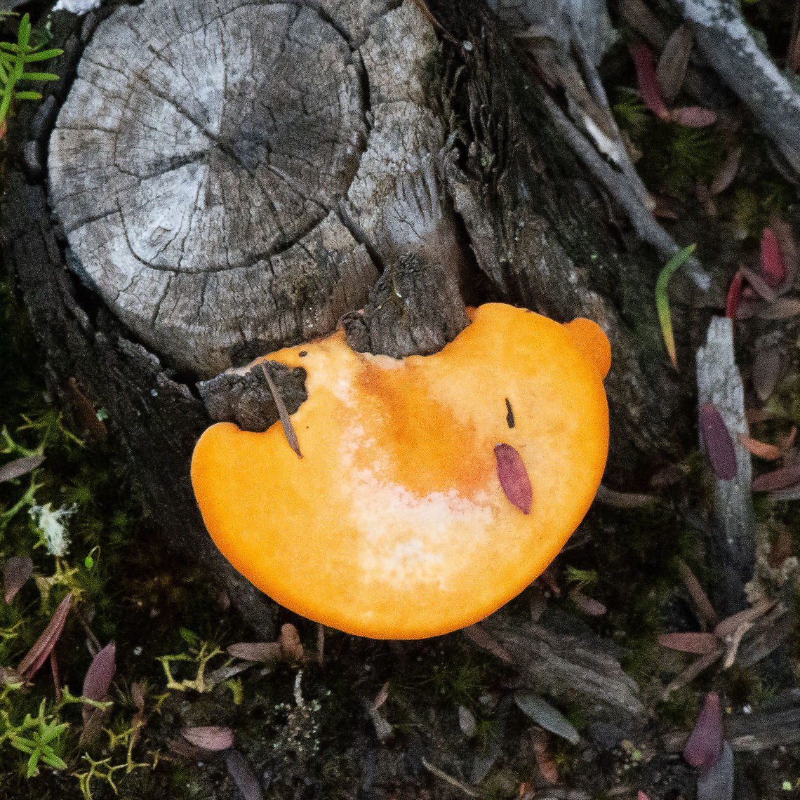 Orange Fungus  Australia,Fall,Geotagged