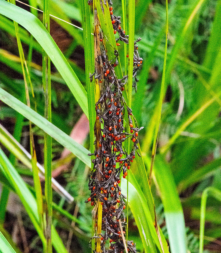 Red-Fruit Saw-Sedge - Gahnia Sieberiana  Australia,Fall,Gahnia sieberiana,Geotagged,Red-fruit saw-sedge