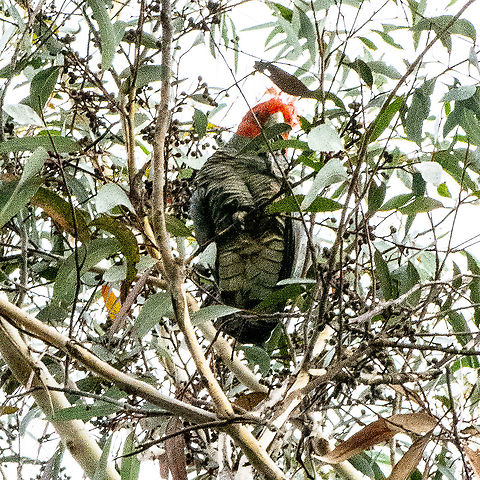 Gang Gang Cockatoo Male - Callocephalon fimbriatum  Australia,Callocephalon fimbriatum,Fall,Gang-gang cockatoo,Geotagged