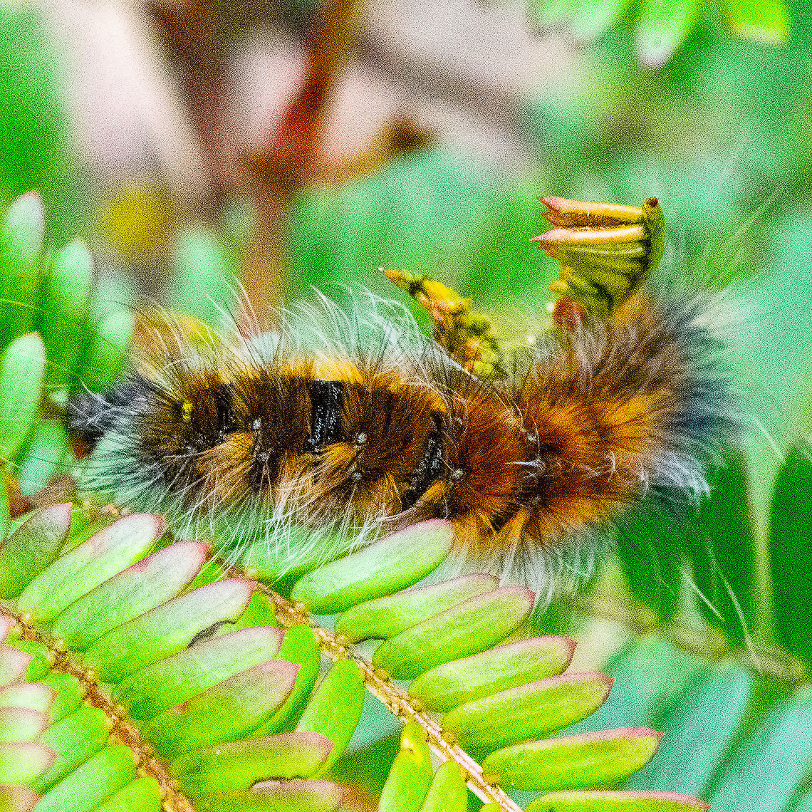 Caterpillar - Hairy Mary -  Anthela Varia  Anthela varia,Australia,Fall,Geotagged,Variable anthelid