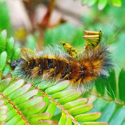 Caterpillar - Hairy Mary -  Anthela Varia  Anthela varia,Australia,Fall,Geotagged,Variable anthelid