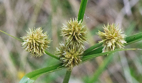 Spike Balls - umbrella sedge weed - Cyperus eragrostis  Australia,Cyperaceae,Cyperus,Cyperus eragrostis,Fall,Geotagged,Poales,new south wales,pale galingaletall flatsedge,umbrella sedge