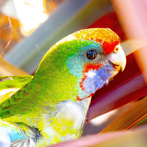 Young Crimson Rosella - Platycercus elegans  Australia,Crimson rosella,Fall,Geotagged,Platycercus elegans