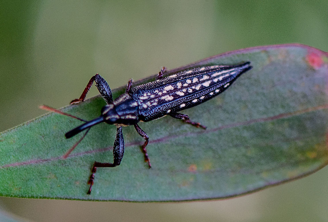 Rhinotia lineata - A belid weevil  Australia,Belidae,Curculionoidea,Fall,Geotagged,Long-nosed weevil,Rhinotia,Rhinotia lineata