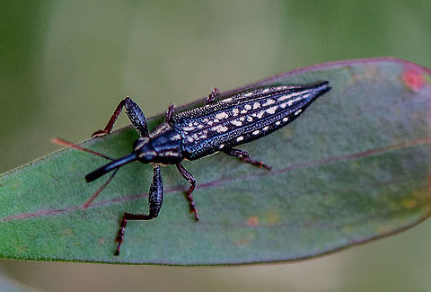 Rhinotia lineata - A belid weevil  Australia,Belidae,Curculionoidea,Fall,Geotagged,Long-nosed weevil,Rhinotia,Rhinotia lineata