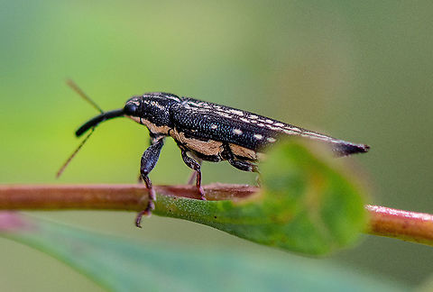 Rhinotia Lineata - A belid weevil  Australia,Fall,Geotagged,Long-nosed weevil,Rhinotia,Rhinotia lineata