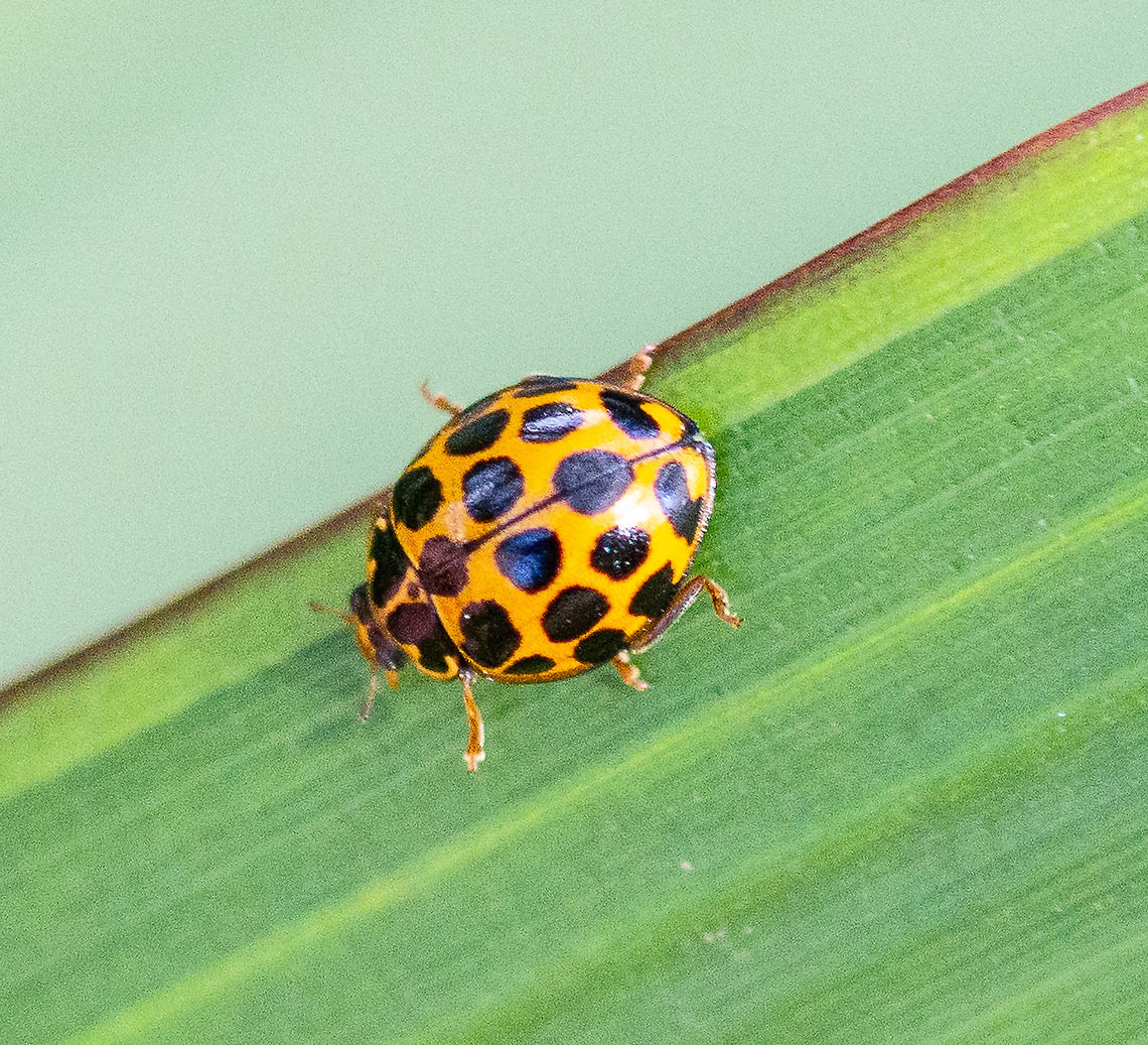 Large spotted ladybird - Harmonia conformis  Australia,Fall,Geotagged,Harmonia conformis,Large Spotted Ladybird