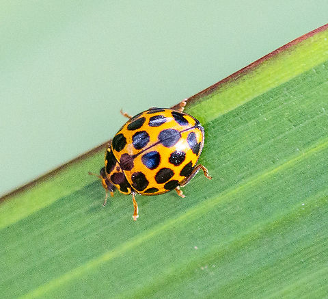 Large spotted ladybird - Harmonia conformis  Australia,Fall,Geotagged,Harmonia conformis,Large Spotted Ladybird