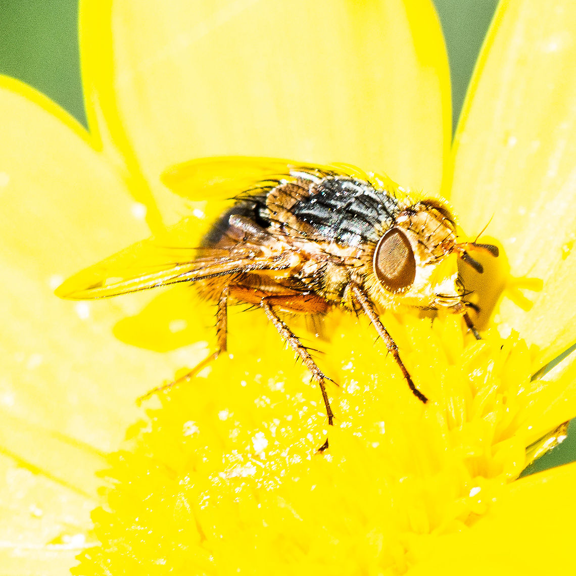 Female Lesser Brown Blowfly (Calliphora augur)  Australia,Calliphora augur,Fall,Geotagged