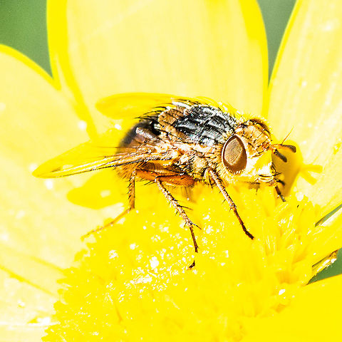 Female Lesser Brown Blowfly (Calliphora augur)  Australia,Calliphora augur,Fall,Geotagged
