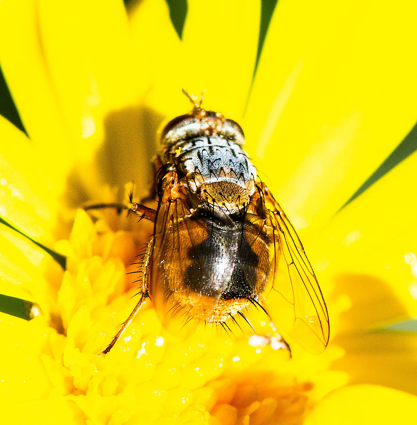 Rear View  - Female Lesser Brown Blowfly (Calliphora augur) <a href="https://www.ellura.info/Insect/Fly/DSC04276E-Lesser-Brown-Blowfly-Calliphora-augur.html" rel="nofollow">https://www.ellura.info/Insect/Fly/DSC04276E-Lesser-Brown-Blowfly-Calliphora-augur.html</a> Australia,Calliphora augur,Fall,Geotagged