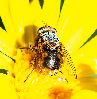 Rear View  - Female Lesser Brown Blowfly (Calliphora augur) https://www.ellura.info/Insect/Fly/DSC04276E-Lesser-Brown-Blowfly-Calliphora-augur.html Australia,Calliphora augur,Fall,Geotagged