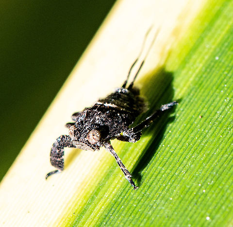 Squat Hopper - Planthopper  - Eurydrachidae - Nymph https://inaturalist.ala.org.au/taxa/202136-Eurybrachidae Australia,Eurybrachidae,Fall,Geotagged,hemiptera