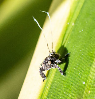 Squat Hopper - Planthopper  - Eurydrachidae - Nymph Poor photo showing 'rear feelers' Australia,Fall,Geotagged