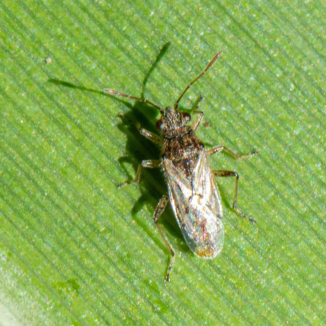 Nysius Vinitor - The Rutherglen Bug  Australia,Fall,Geotagged,Lygaeoidea,Nysius,Nysius immunis,Nysius vinitor,Rutherglen Bug