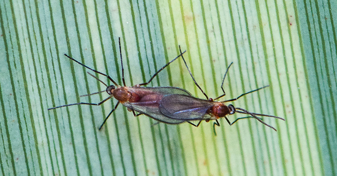 Mating Scene - Red-necked gall gnat At first glance I wondered why  this &#039;insect&#039; did move and then Duh! Australia,Fall,Geotagged
