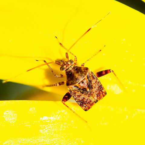 Australina crop mirid