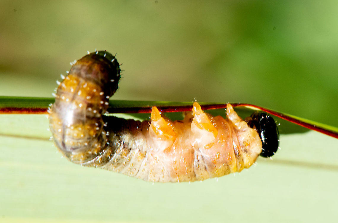 Grub  Australia,Fall,Geotagged