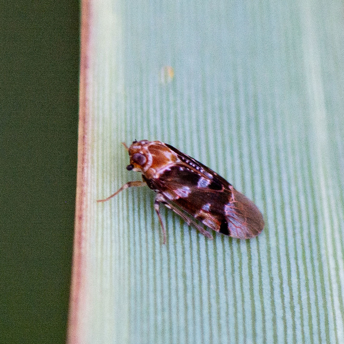 Tiny Visitor - Leaf Hopper?  Anotia kirkaldyi,Australia,Citrus flatid planthopper,Colgaroides acuminata,Fall,Flatormenis proxima,Geotagged,Liburniella ornata,Mango Planthopper,Metcalfa pruinosa,Northern flatid planthopper,Ornate Planthopper,Ricania speculum,Ricaniid Planthopper,Scamandra Planthopper,Scamandra polychroma