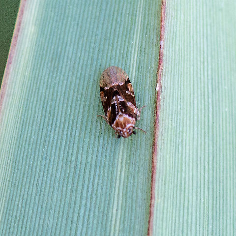 Leaf Hopper