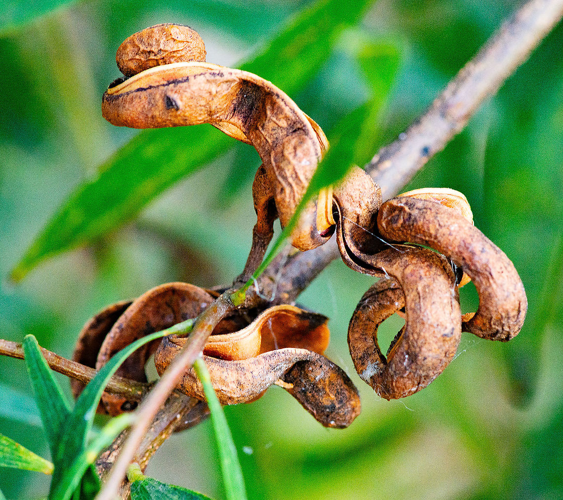 Blackwood - Acacia melanoxylon Normally a relatively large tree with alternately arranged simple &#039;leaves&#039;.<br />
its elongated &#039;leaves&#039; are straight or curved, with 3-5 prominent veins running lengthwise.<br />
its pale yellow or whitish flowers are borne in small globular clusters that are arranged in short compound clusters in the &#039;leaf&#039; forks.<br />
its elongated pods (4-15 cm long and 3.5-8 mm wide) are strongly curved, twisted or coiled.<br />
its shiny black seeds are almost encircled by a folded fleshy structure that is pink to dull red in colour. Acacia melanoxylon,Australia,Australian blackwood,Fall,Geotagged
