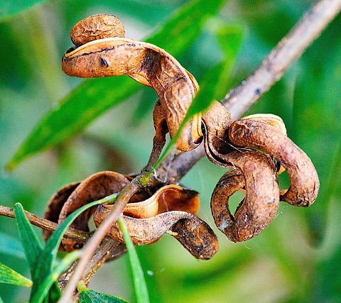 Blackwood - Acacia melanoxylon Normally a relatively large tree with alternately arranged simple 'leaves'.
its elongated 'leaves' are straight or curved, with 3-5 prominent veins running lengthwise.
its pale yellow or whitish flowers are borne in small globular clusters that are arranged in short compound clusters in the 'leaf' forks.
its elongated pods (4-15 cm long and 3.5-8 mm wide) are strongly curved, twisted or coiled.
its shiny black seeds are almost encircled by a folded fleshy structure that is pink to dull red in colour. Acacia melanoxylon,Australia,Australian blackwood,Fall,Geotagged