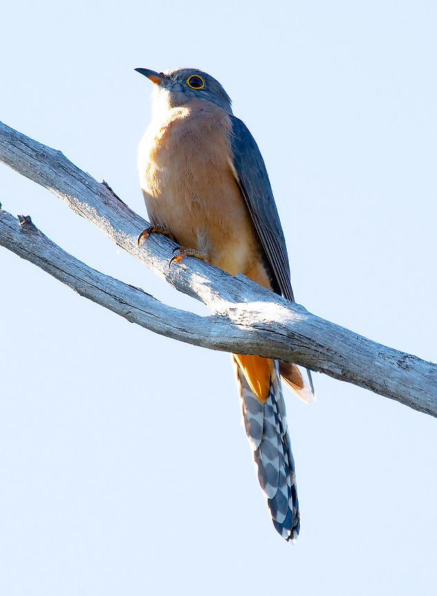 Fan-Tailed Cuckoo - Cacomantis pallidus  Australia,Cacomantis flabelliformis,Cacomantis pallidus,Fall,Fan-tailed cuckoo,Geotagged,Pallid cuckoo