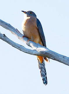 Fan-Tailed Cuckoo - Cacomantis pallidus  Australia,Cacomantis flabelliformis,Cacomantis pallidus,Fall,Fan-tailed cuckoo,Geotagged,Pallid cuckoo