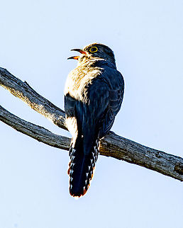 Fan-tailed Cuckoo - Rear View  Cacomantis flabelliformis,Fan-tailed cuckoo