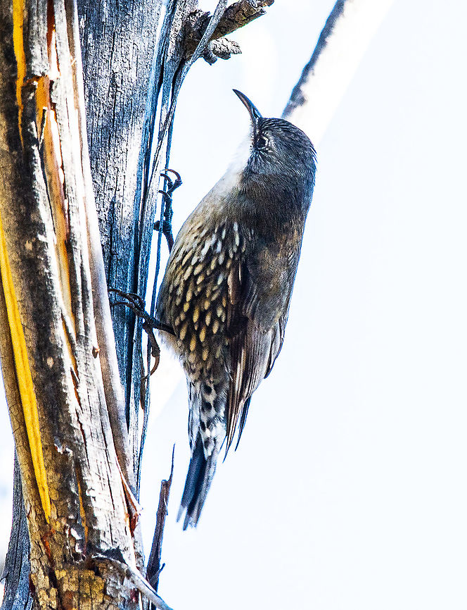 Cormobates leucophaeus - White -throated treecreeper  Australia,Cormobates leucophaea,Fall,Geotagged,White-throated treecreeper