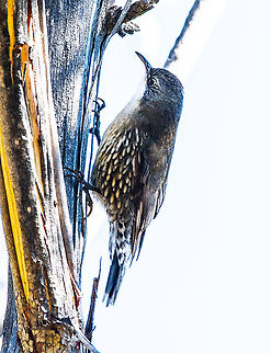 Cormobates leucophaeus - White -throated treecreeper  Australia,Cormobates leucophaea,Fall,Geotagged,White-throated treecreeper