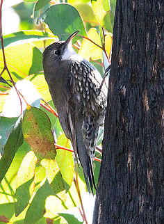 White-throated Treecreeper - Cormobates leucophaeus  Australia,Cormobates leucophaea,Fall,Geotagged,White-throated treecreeper