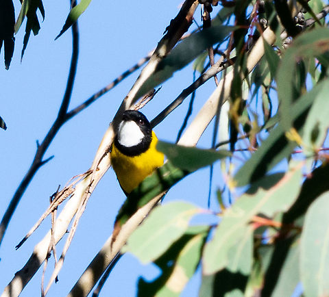 Golden Whistler - Male - Pachycephala pectoralis  Australia,Australian golden whistler,Fall,Geotagged,Pachycephala pectoralis