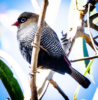 Firetail Finch - Stagonopleura bella  Australia,Beautiful firetail,Fall,Geotagged,Stagonopleura bella